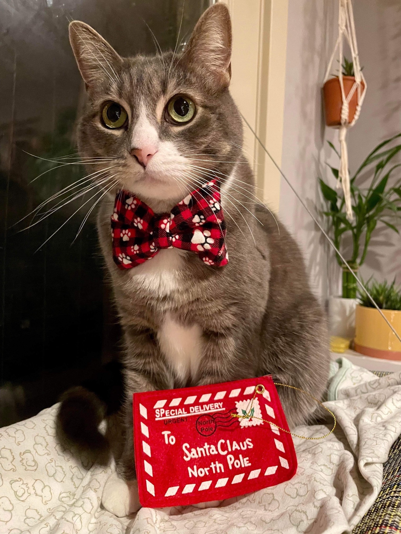 Bow-Bow Ties gallery photo
