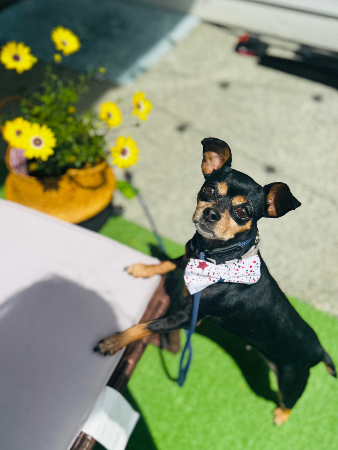 Bow-Bow Ties gallery photo