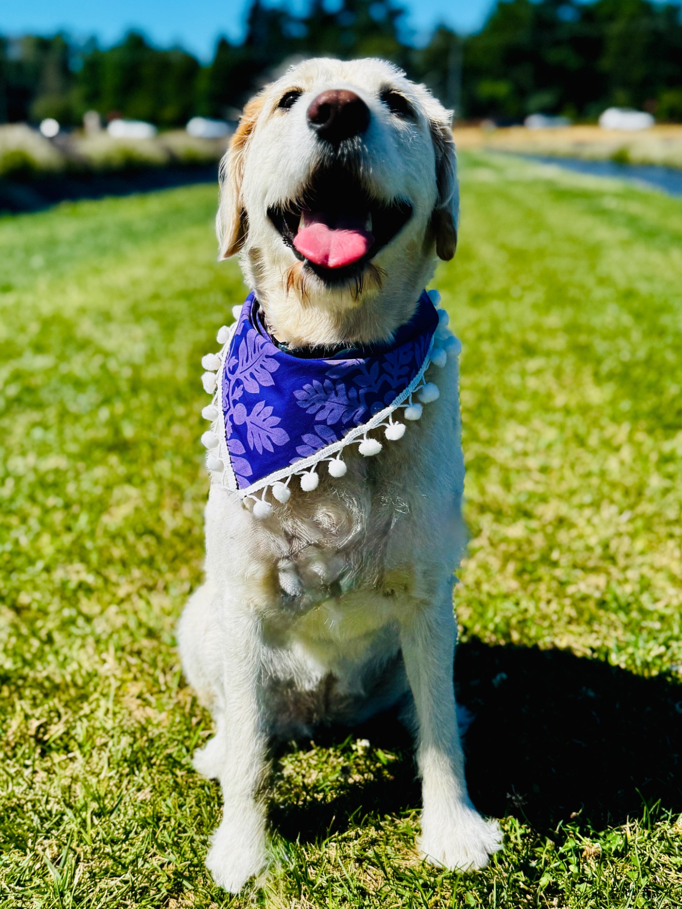 Bow-Bow Ties gallery photo