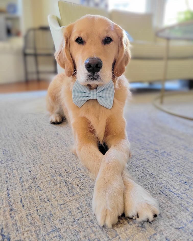 Bow-Bow Ties gallery photo
