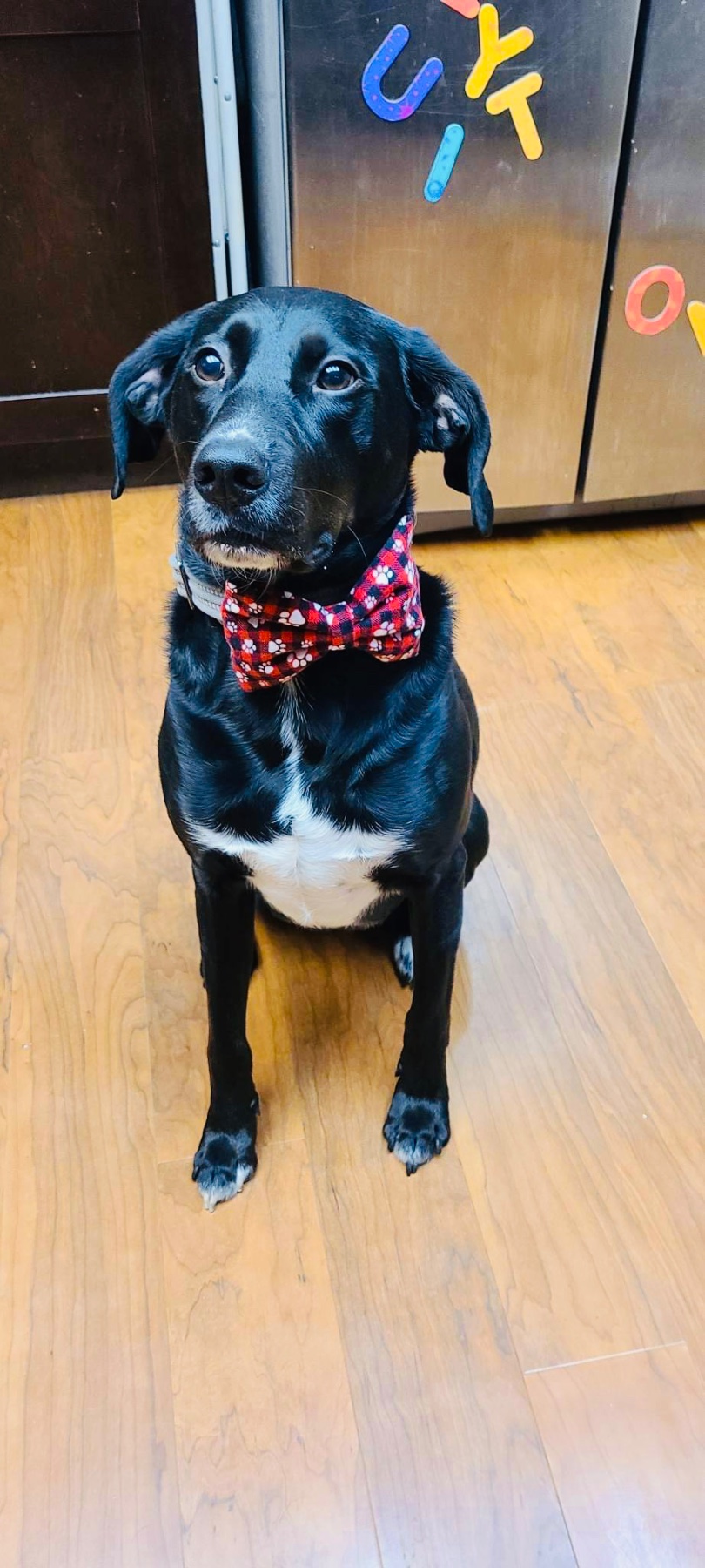 Bow-Bow Ties gallery photo