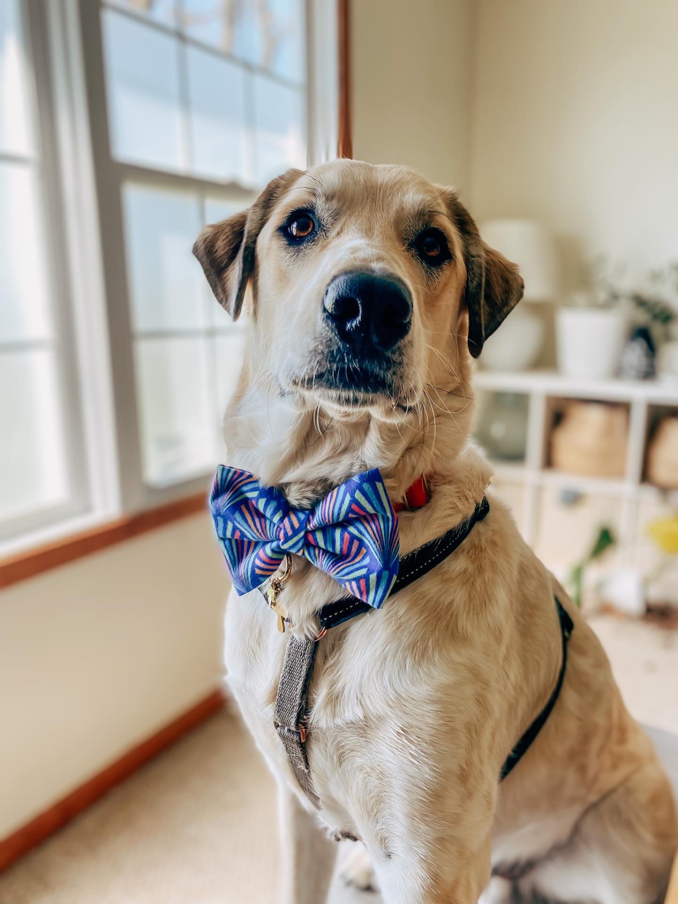 Bow-Bow Ties gallery photo