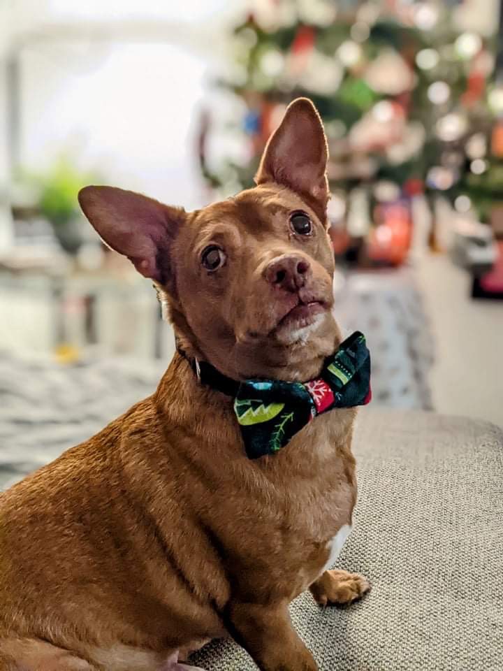 Bow-Bow Ties gallery photo
