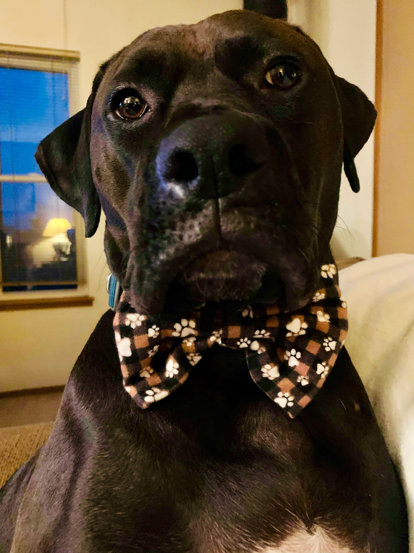 Bow-Bow Ties gallery photo