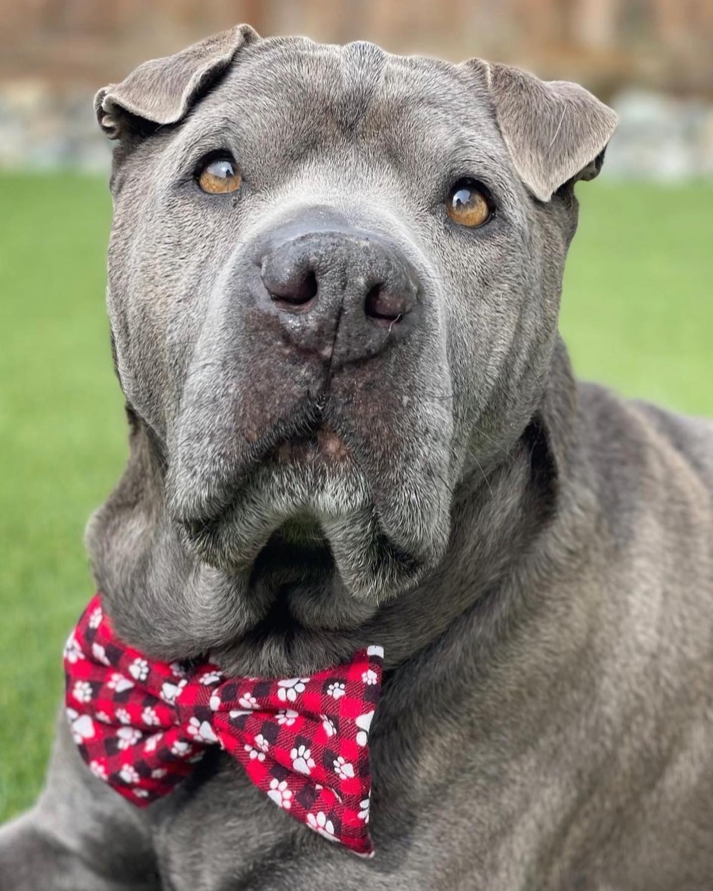 Bow-Bow Ties gallery photo